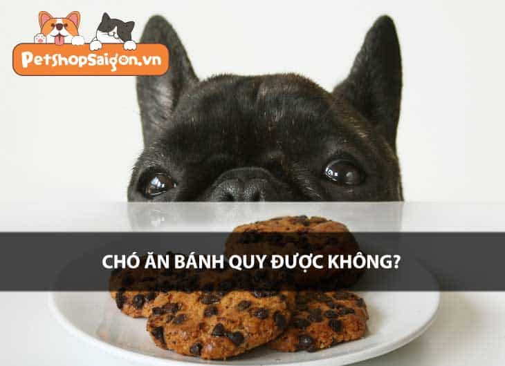 Chó ăn bánh quy được không?