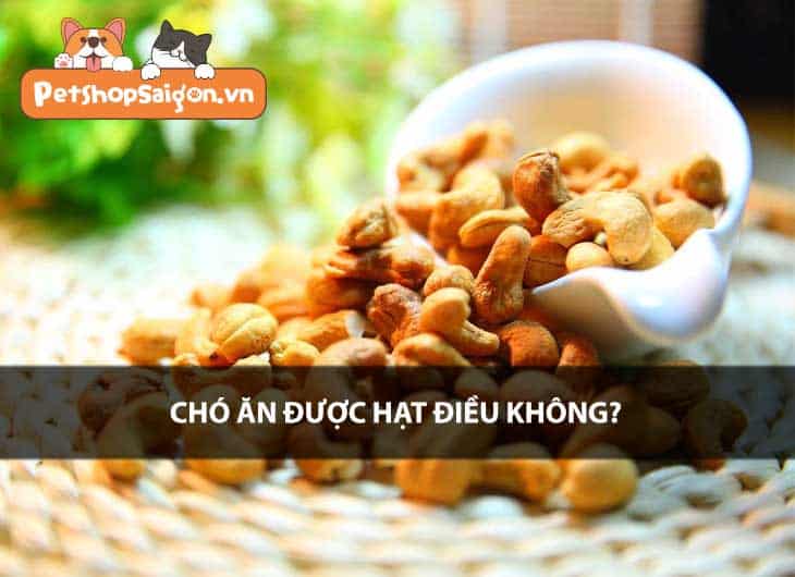 Chó ăn được hạt điều không?