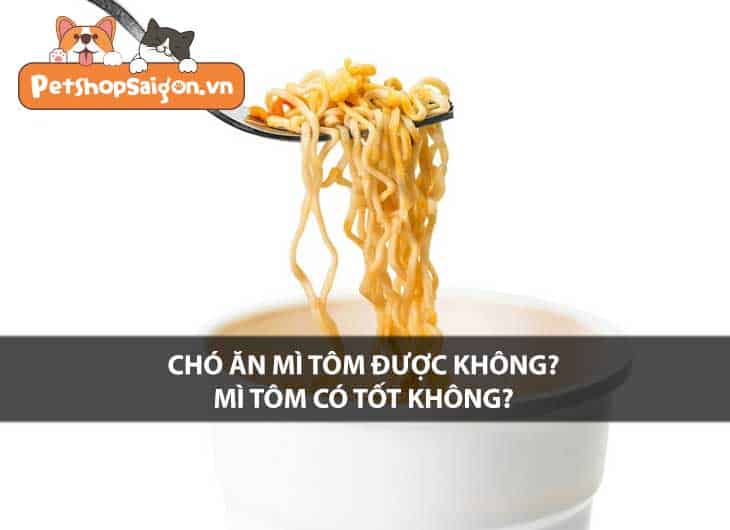 Chó ăn mì tôm được không? Mì tôm có tốt không?