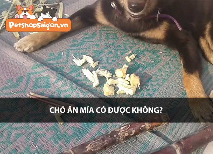 Chó ăn mía có được không?