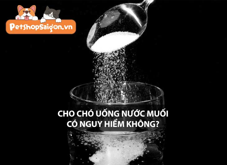 Cho chó uống nước muối có nguy hiểm không?