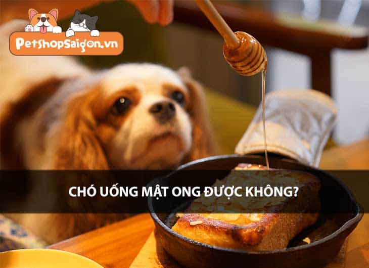 Chó uống mật ong được không?