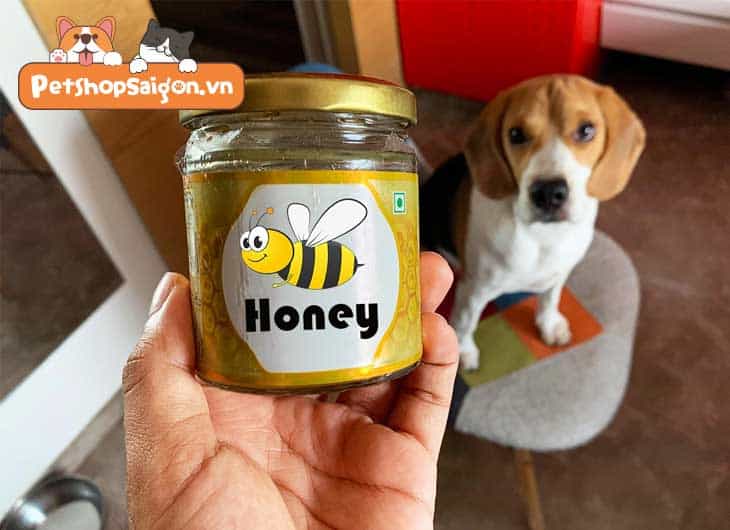 Chó uống mật ong được không