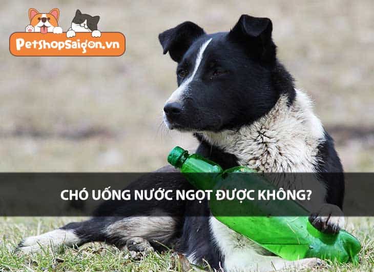 Chó uống nước ngọt được không?