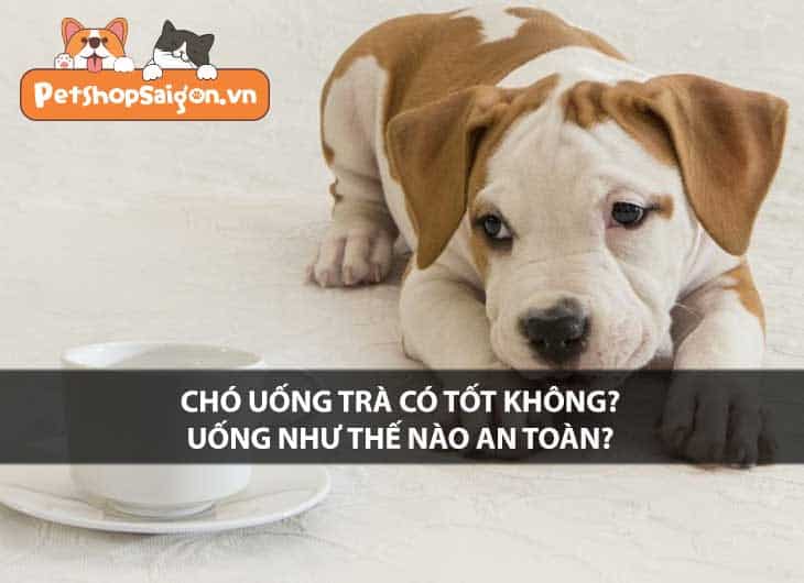 Chó uống trà có tốt không? Uống như thế nào an toàn?