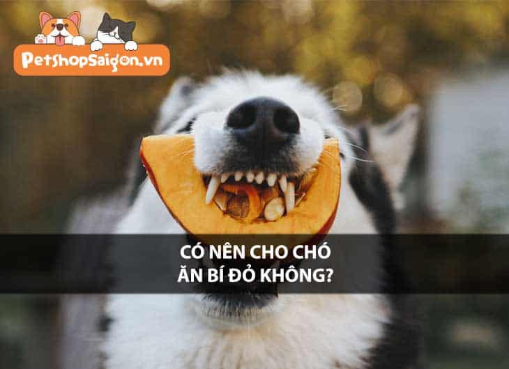 Có nên cho chó ăn bí đỏ không?