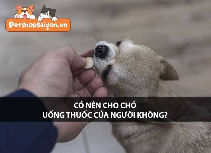 Có nên cho chó uống thuốc của người không?