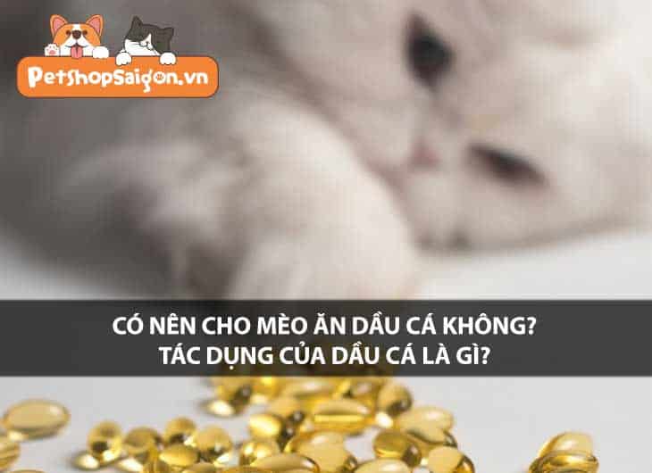 Có nên cho mèo ăn dầu cá không? Tác dụng của dầu cá là gì?