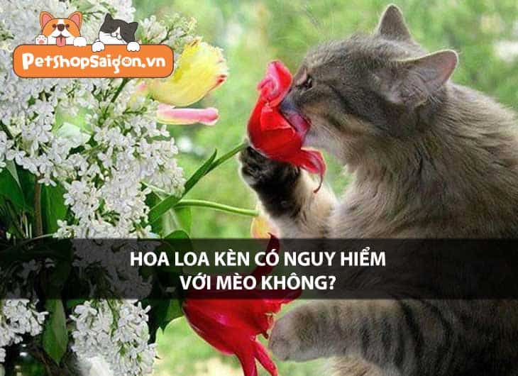 Hoa loa kèn có nguy hiểm với mèo không?