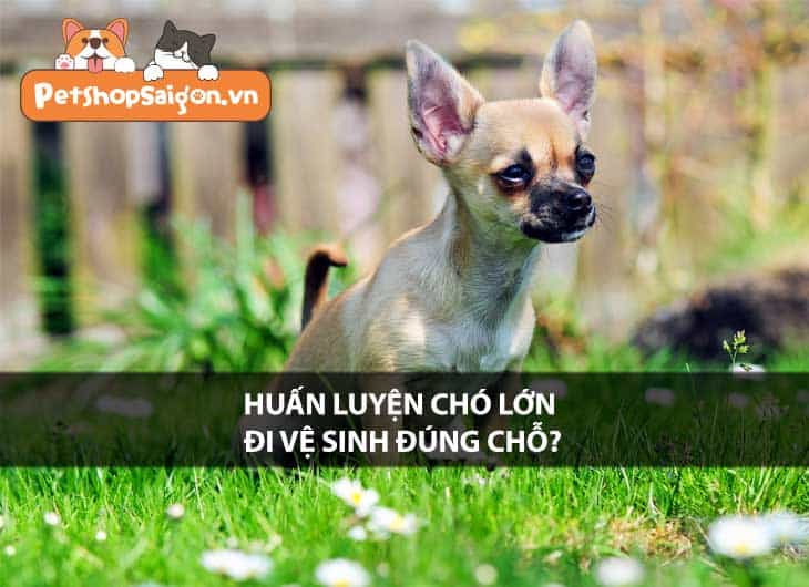 Huấn luyện chó lớn đi vệ sinh đúng chỗ