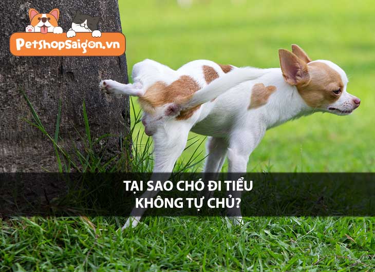 Tại sao chó đi tiểu không tự chủ?