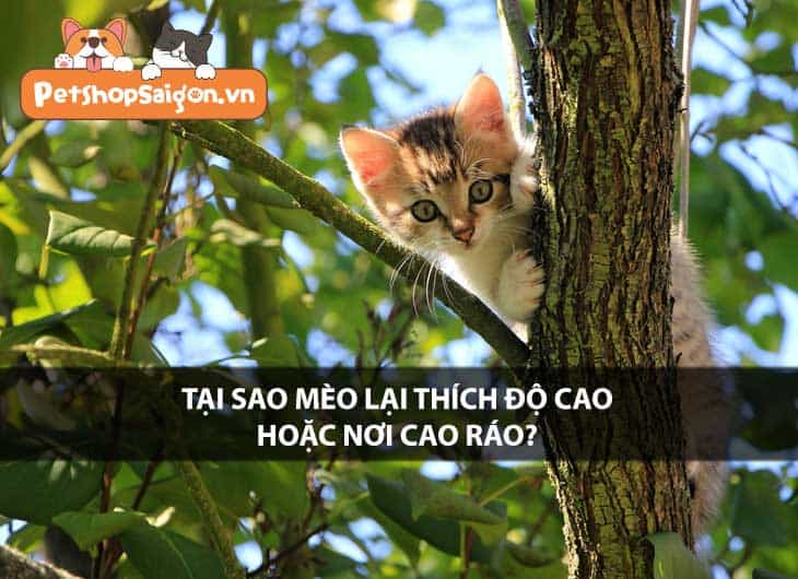 Tại sao mèo lại thích độ cao hoặc nơi cao ráo?