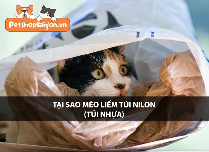 Tại sao mèo liếm túi nhựa (túi nilon)?