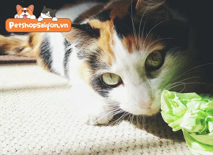 Tại sao mèo liếm túi nhựa (túi nilon)?