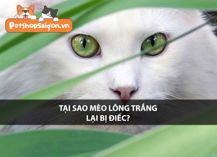 Tại sao mèo lông trắng lại bị điếc?