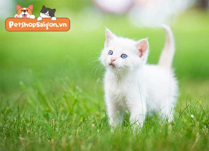 Tại sao mèo lông trắng lại bị điếc?