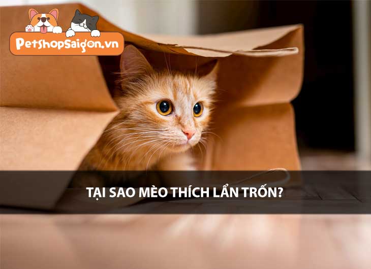 Tại sao mèo thích lẩn trốn?