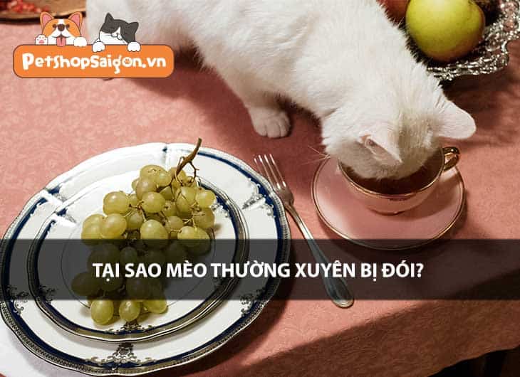 Tại sao mèo thường xuyên bị đói?