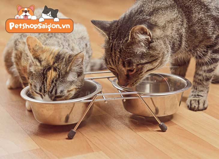 Tại sao mèo thường xuyên bị đói