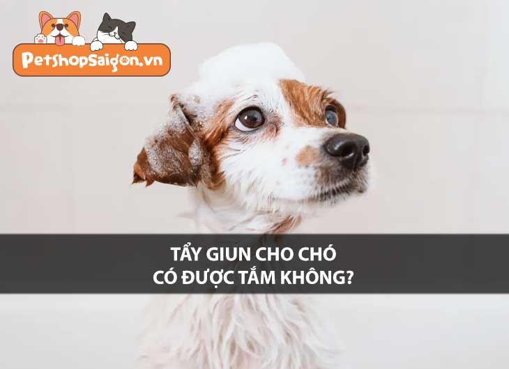 Tẩy giun cho chó có được tắm không?