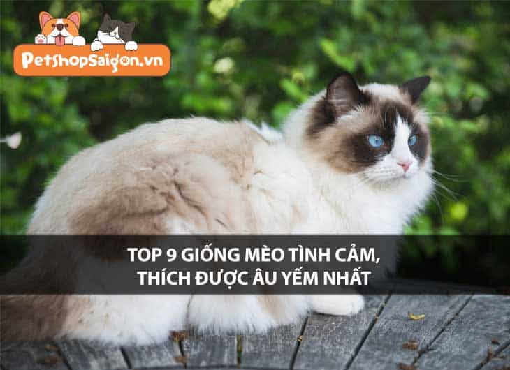 Top 9 giống mèo tình cảm, thích được âu yếm nhất