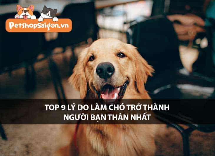 Top 9 lý do làm chó trở thành người bạn thân nhất