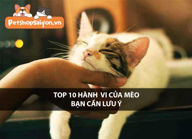 Top 9 thay đổi hành vi của mèo bạn cần lưu ý