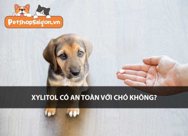 Xylitol có an toàn với chó không?