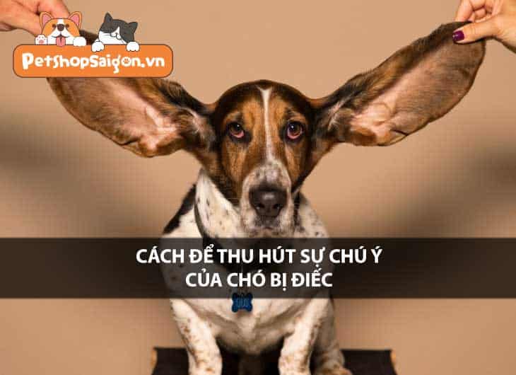 Cách để thu hút sự chú ý của chó bị điếc