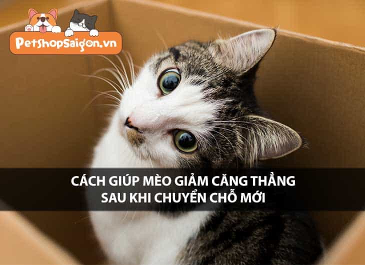 Cách giúp mèo giảm căng thẳng sau khi chuyển chỗ mới