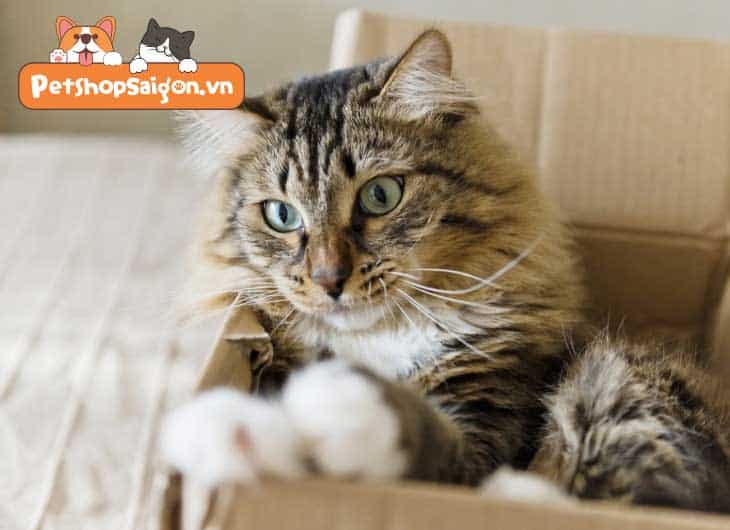 Cách giúp mèo giảm căng thẳng sau khi chuyển chỗ mới