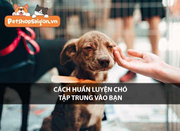 Cách huấn luyện chó tập trung vào bạn