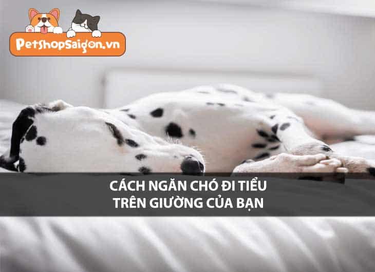 Cách ngăn chó đi tiểu trên giường của bạn