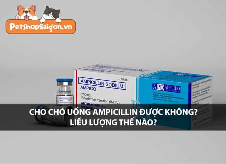 Cho chó uống Ampicillin được không? Liều lượng thế nào?