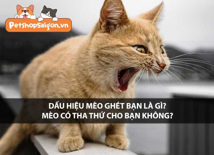 Dấu hiệu mèo ghét bạn là gì? Mèo có tha thứ cho bạn không?