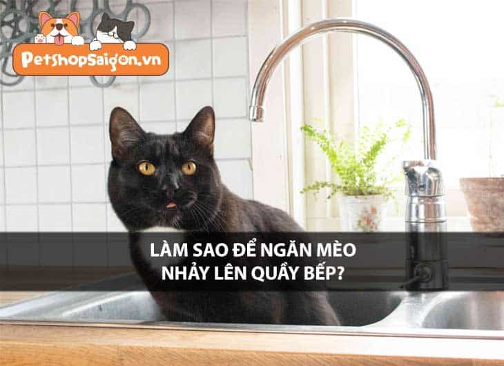 Làm sao để ngăn mèo nhảy lên quầy bếp?