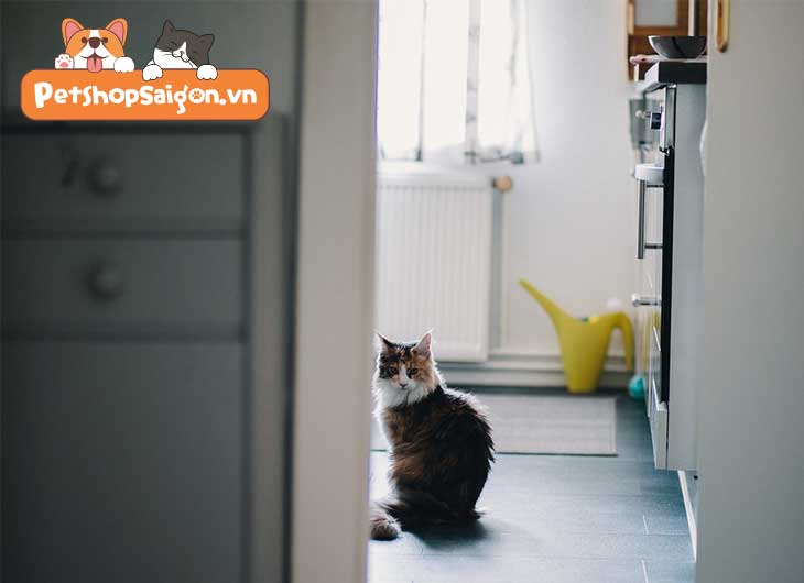 Làm sao để ngăn mèo nhảy lên quầy bếp?