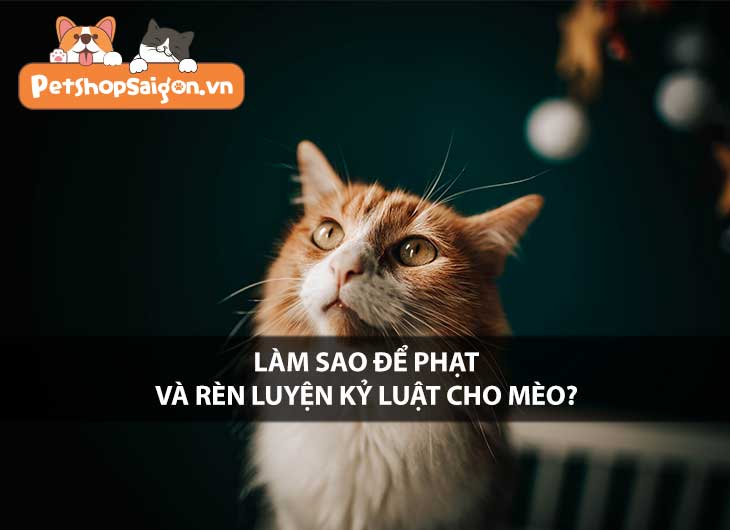 Làm sao để phạt và rèn luyện kỷ luật cho mèo?