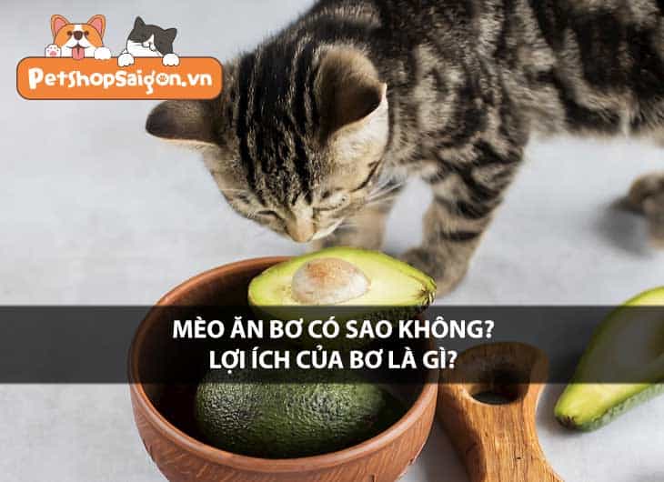 Mèo ăn bơ có sao không? Lợi ích của bơ là gì?