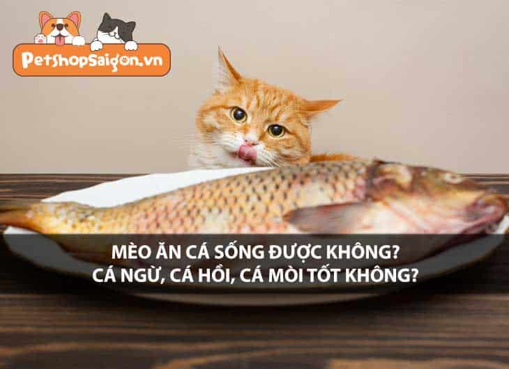 Mèo ăn cá sống được không? Cá ngừ, cá hồi, cá mòi tốt không?