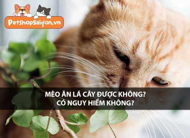 Mèo ăn lá cây được không? Có nguy hiểm không?