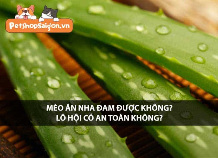 Mèo ăn nha đam được không? Lô hội có an toàn không?