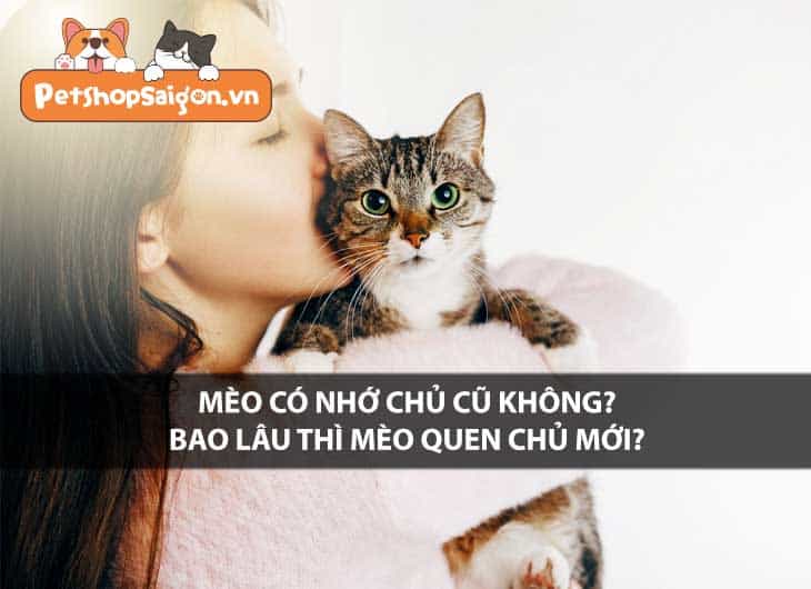 Mèo có nhớ chủ cũ không? Bao lâu thì mèo quen chủ mới?