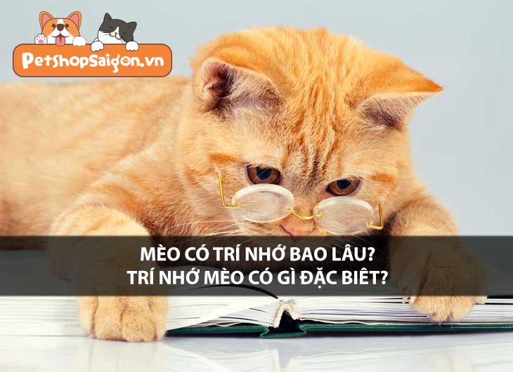 Mèo có trí nhớ bao lâu? Trí nhớ mèo có gì đặc biệt?