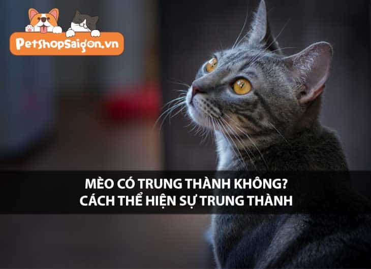 Mèo có trung thành không? Cách mèo thể hiện sự trung thành