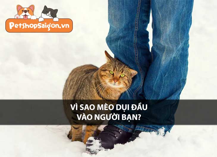 Vì sao mèo dụi đầu vào người bạn?