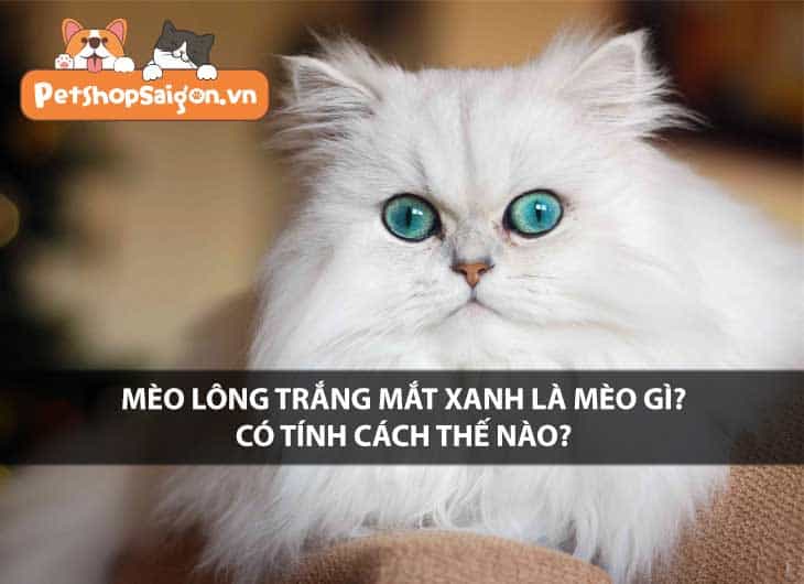 Mèo lông trắng mắt xanh là mèo gì? Có tính cách thế nào?