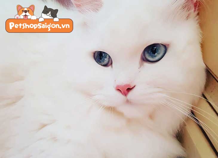 Mèo lông trắng mắt xanh là mèo gì? Có tính cách thế nào?
