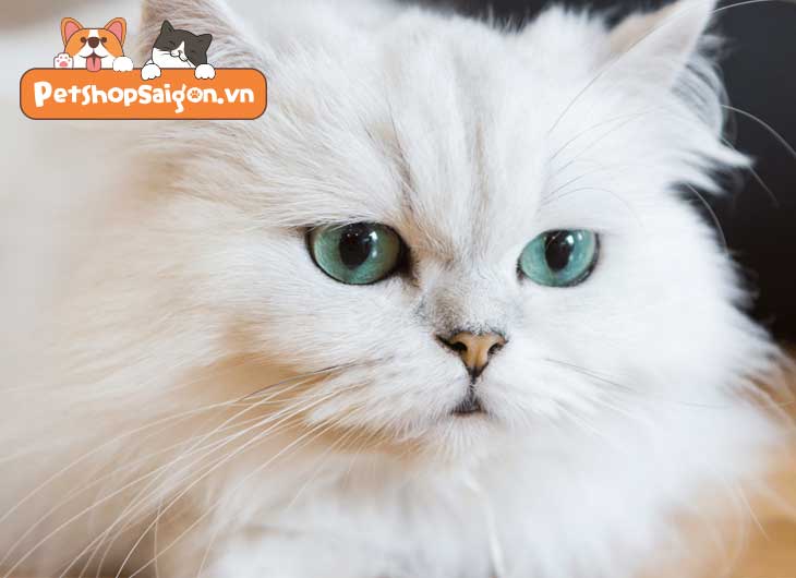Mèo lông trắng mắt xanh là mèo gì