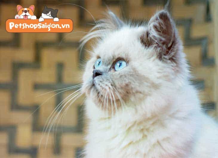 Mèo lông trắng mắt xanh là mèo gì